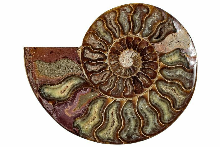 Cut & Polished Ammonite Fossil (Half) - Madagascar #292810